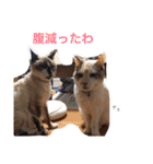 ボマキオ団（猫だらけ）（個別スタンプ：14）