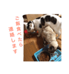ボマキオ団（猫だらけ）（個別スタンプ：15）