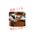 ボマキオ団（猫だらけ）（個別スタンプ：16）