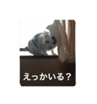 ボマキオ団（猫だらけ）（個別スタンプ：18）