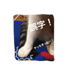ボマキオ団（猫だらけ）（個別スタンプ：19）
