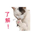 ボマキオ団（猫だらけ）（個別スタンプ：24）