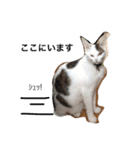 ボマキオ団（猫だらけ）（個別スタンプ：31）