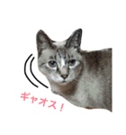 ボマキオ団（猫だらけ）（個別スタンプ：34）