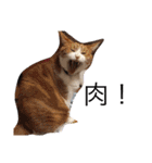 ボマキオ団（猫だらけ）（個別スタンプ：36）