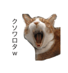 ボマキオ団（猫だらけ）（個別スタンプ：37）