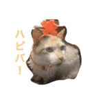 ボマキオ団（猫だらけ）（個別スタンプ：39）