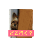 ヨークシャーテリアのグミ（個別スタンプ：1）