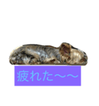 ヨークシャーテリアのグミ（個別スタンプ：2）