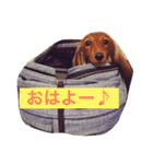 ダックスのくーちゃん（個別スタンプ：9）