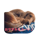 ダックスのくーちゃん（個別スタンプ：10）