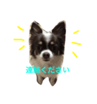 チワワのライトちゃん（個別スタンプ：3）