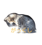 ティトゥーと弟妹2（個別スタンプ：1）