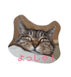 ティトゥーと弟妹2（個別スタンプ：21）