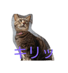 ティトゥーと弟妹2（個別スタンプ：23）