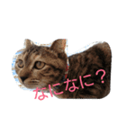 ティトゥーと弟妹2（個別スタンプ：31）