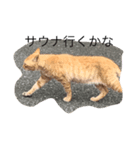 猫の日常です（個別スタンプ：1）