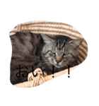 猫の日常です（個別スタンプ：2）