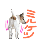 うちの家のミィちゃんは。（個別スタンプ：14）
