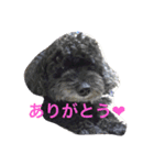 ＊ トイプードルのクロちゃん ＊（個別スタンプ：4）