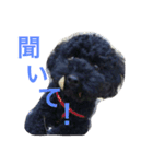 ＊ トイプードルのクロちゃん ＊（個別スタンプ：7）