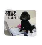 ＊ トイプードルのクロちゃん ＊（個別スタンプ：8）