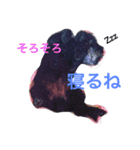 ＊ トイプードルのクロちゃん ＊（個別スタンプ：9）