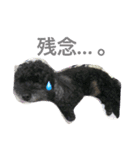＊ トイプードルのクロちゃん ＊（個別スタンプ：10）