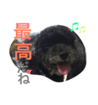 ＊ トイプードルのクロちゃん ＊（個別スタンプ：11）