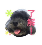 ＊ トイプードルのクロちゃん ＊（個別スタンプ：12）