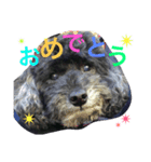 ＊ トイプードルのクロちゃん ＊（個別スタンプ：15）