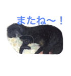 ＊ トイプードルのクロちゃん ＊（個別スタンプ：16）