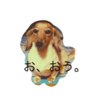 犬_（個別スタンプ：5）