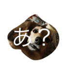 犬_（個別スタンプ：7）