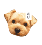 ジジポースタンプ（個別スタンプ：1）