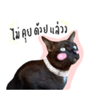 I proud of my cats 2017（個別スタンプ：1）