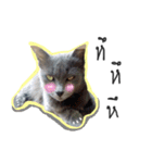 I proud of my cats 2017（個別スタンプ：3）
