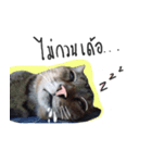 I proud of my cats 2017（個別スタンプ：4）