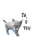 I proud of my cats 2017（個別スタンプ：6）