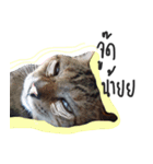 I proud of my cats 2017（個別スタンプ：7）