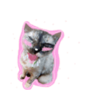 I proud of my cats 2017（個別スタンプ：8）