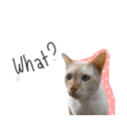 I proud of my cats 2017（個別スタンプ：9）