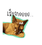 I proud of my cats 2017（個別スタンプ：12）