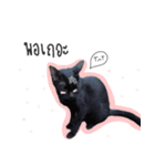 I proud of my cats 2017（個別スタンプ：13）
