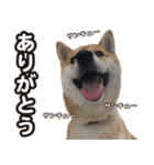 柴犬そら・うみ（個別スタンプ：1）