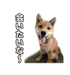 柴犬そら・うみ（個別スタンプ：3）