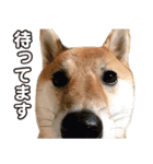 柴犬そら・うみ（個別スタンプ：5）