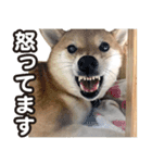 柴犬そら・うみ（個別スタンプ：9）