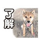 柴犬そら・うみ（個別スタンプ：11）