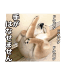 柴犬そら・うみ（個別スタンプ：14）